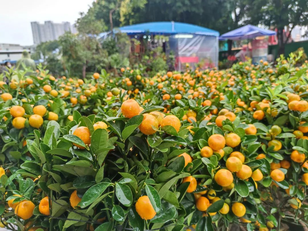 买年花 迎新春|快来花地湾古玩城安排上！